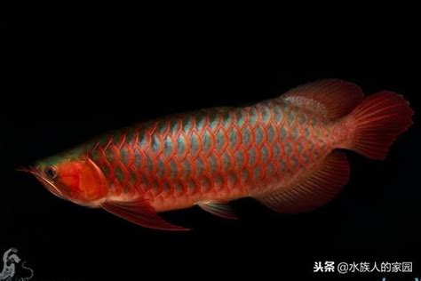 辣椒紅龍幼魚|【原創】龍魚的品種及介紹（圖文並貌，內容豐富、詳實）！！！